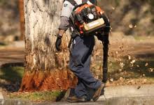 spring-fall-cleanup