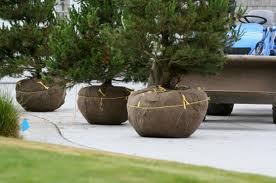 tree-shrub-installation
