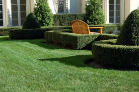 tree-shrub-pruning-trimming